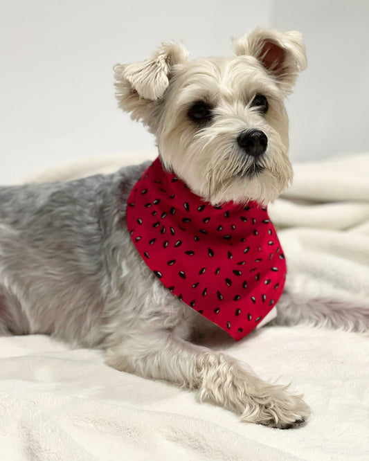 Pet reversible bandana “Watermelon seeds”
